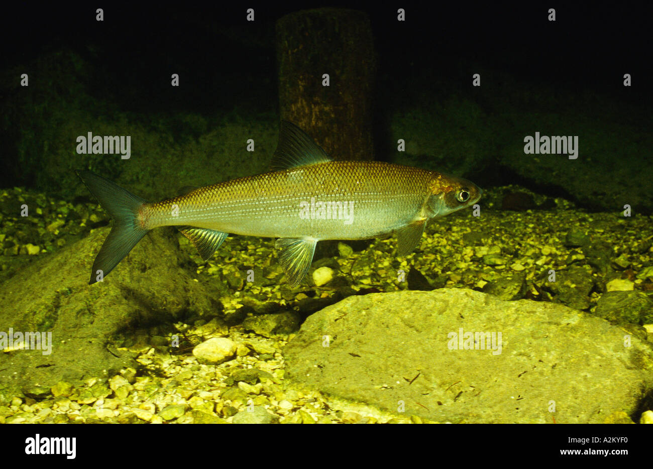 Cisco Whitefish Coregonus sp. Stock Photo