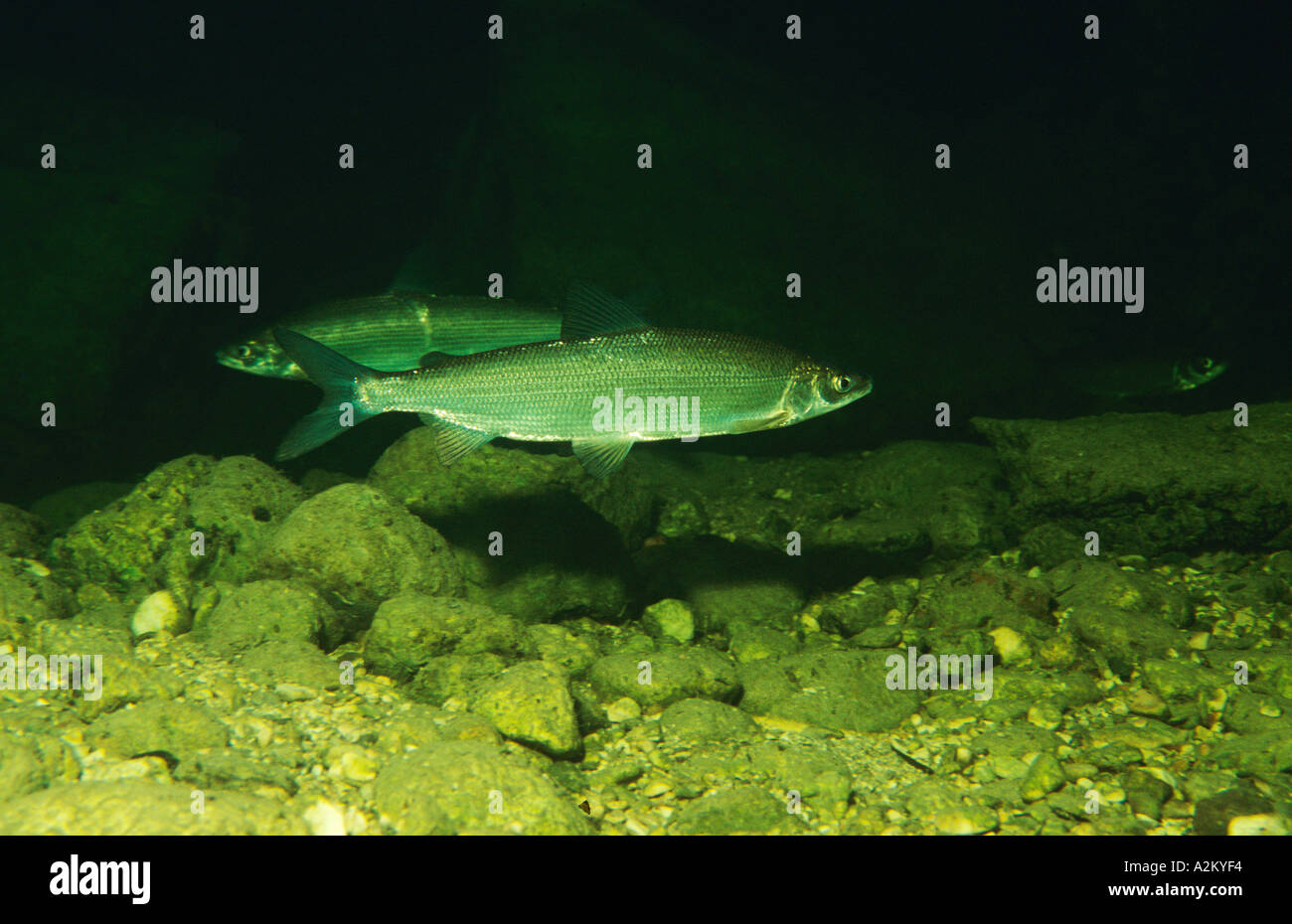 Cisco Whitefish Coregonus sp. Stock Photo