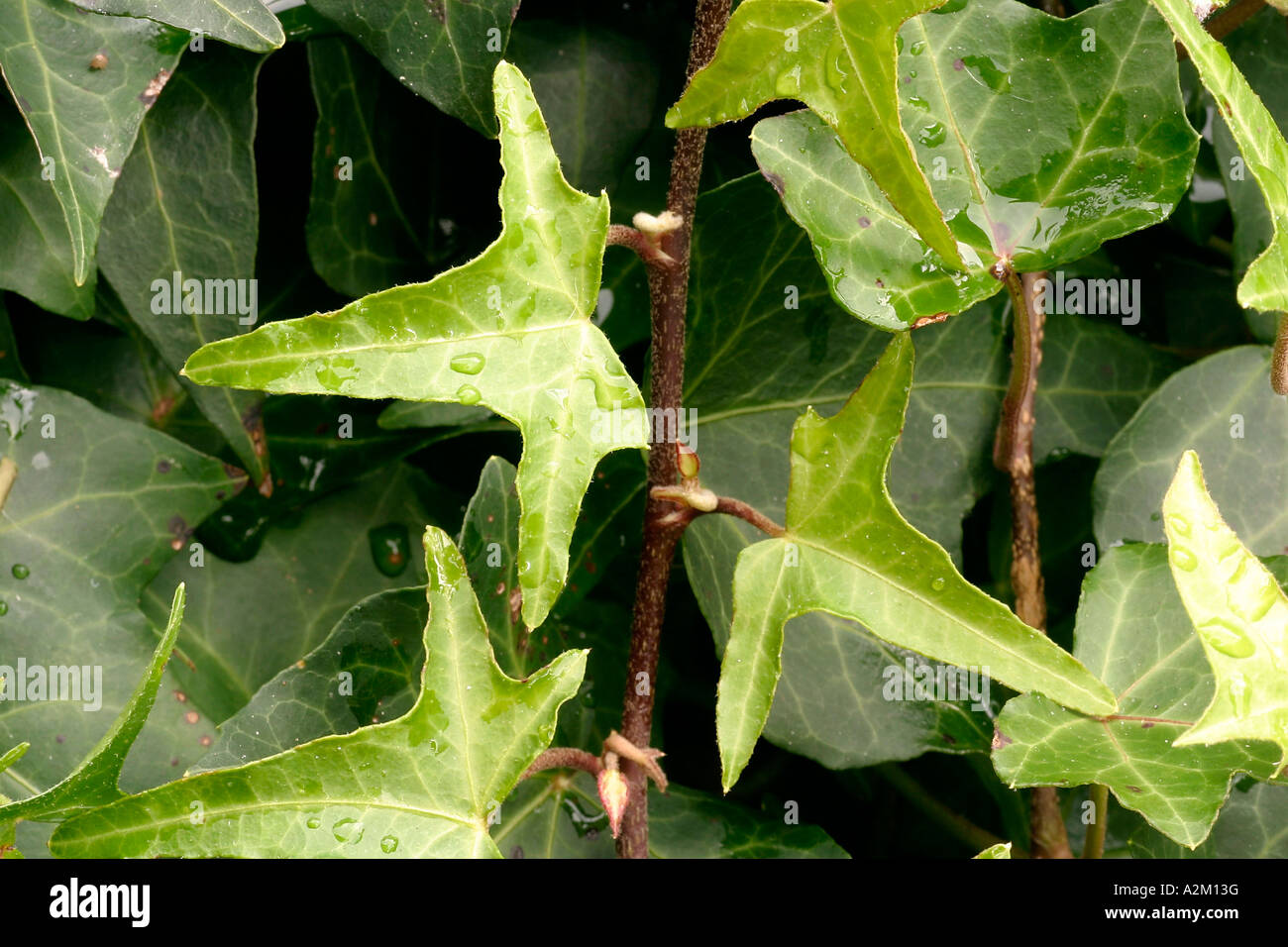 Hedera helix Sagittifolia Stock Photo - Alamy