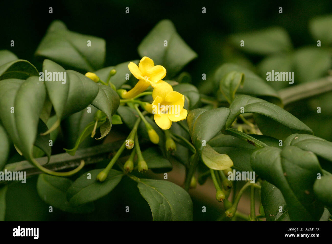 Jasminum humile yellow jasmine Stock Photo