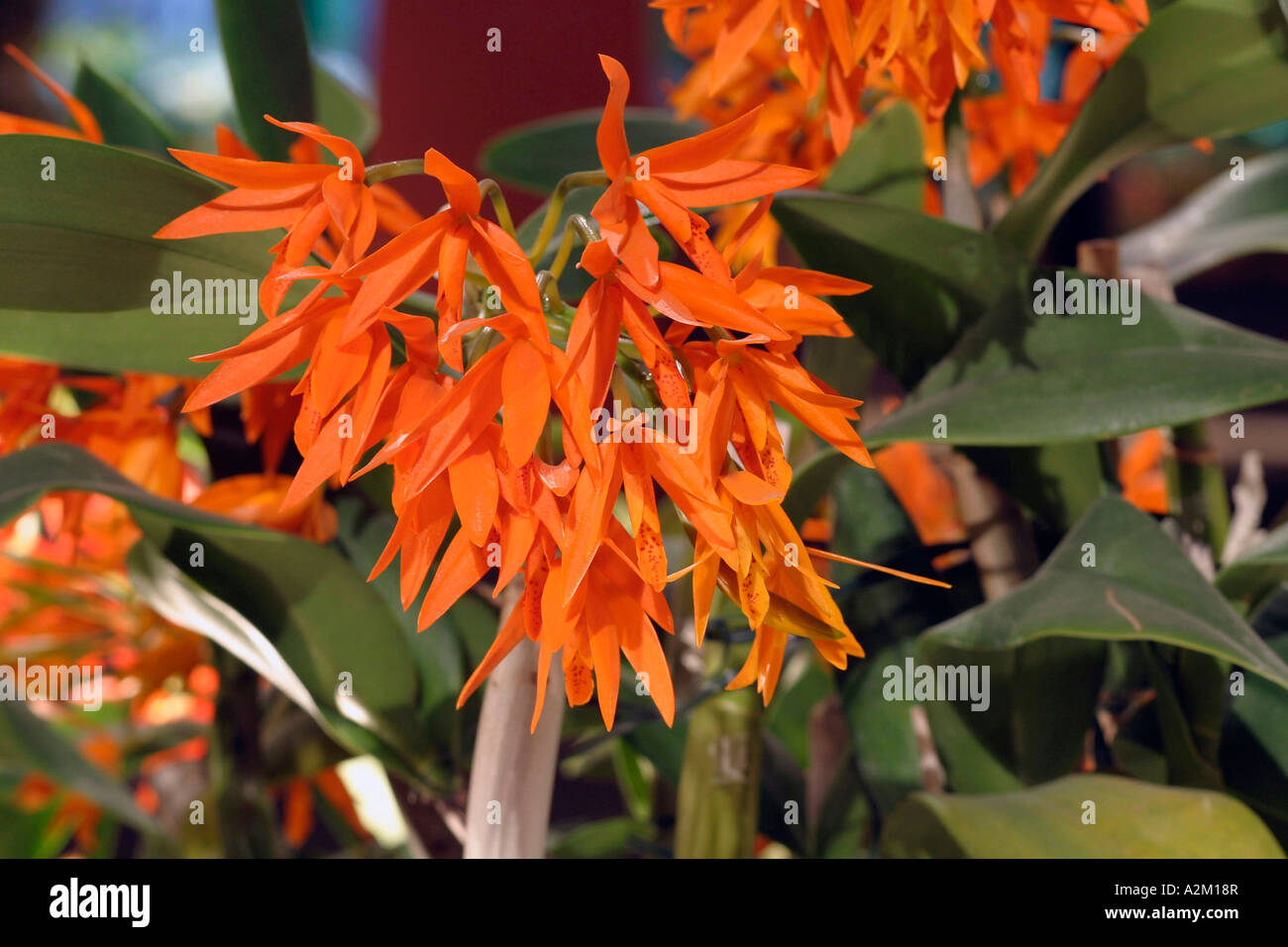 Laeliocattleya Chit Chat Tangerine Stock Photo