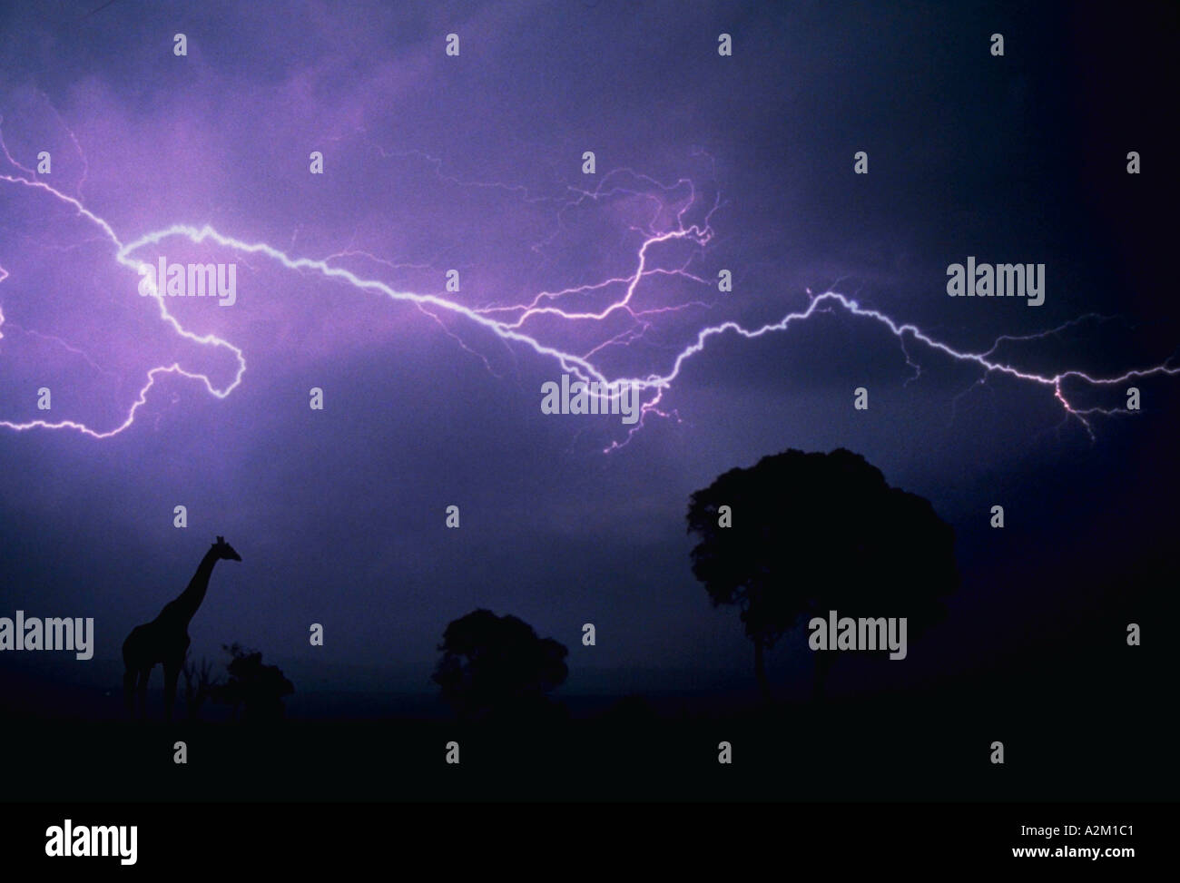 Giraffe in lightning Stock Photo Alamy