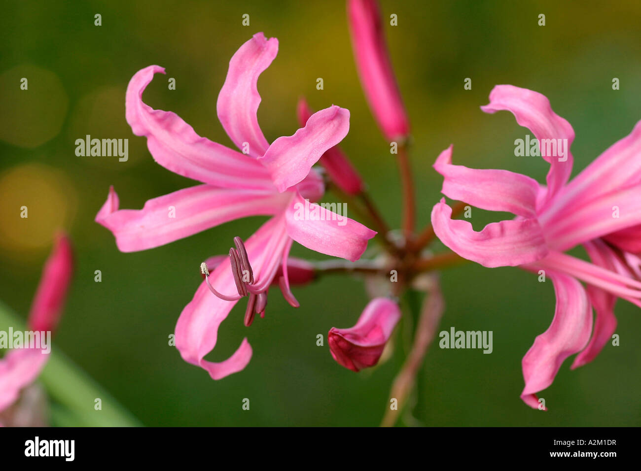 Nerine bowdenii Stock Photo