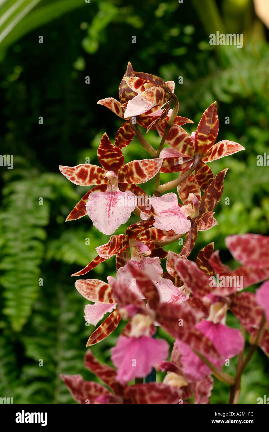 Odontoglossum hybrid Stock Photo