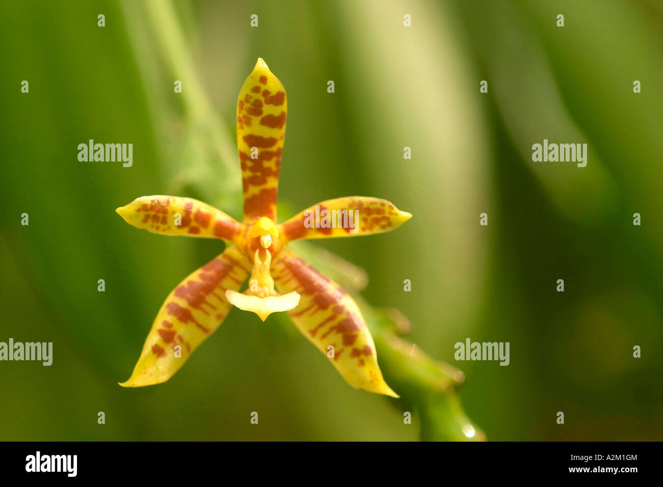Phalaenopsis cornu cervi Stock Photo