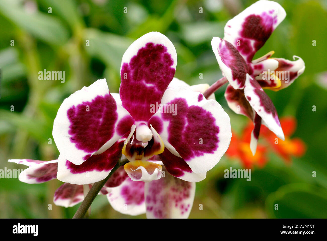 Phalaenopsis Every Spring Stock Photo