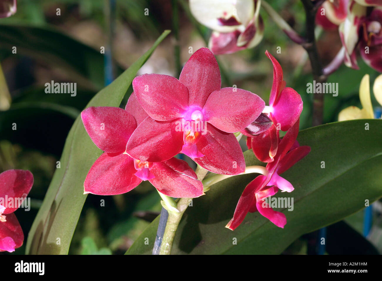 Phalaenopsis Wassner Feuer Stock Photo