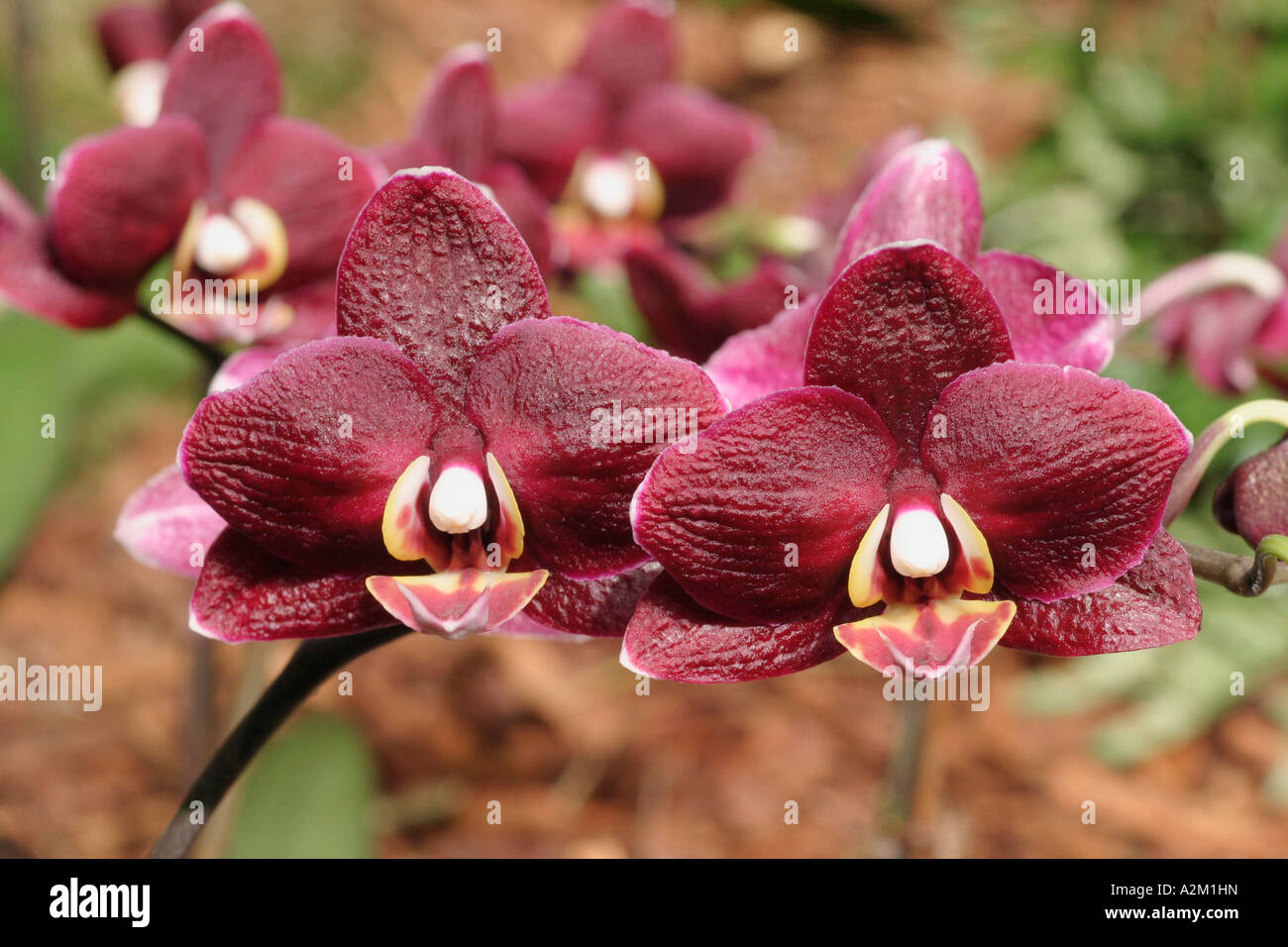 Black jack plant hires stock photography and images Alamy