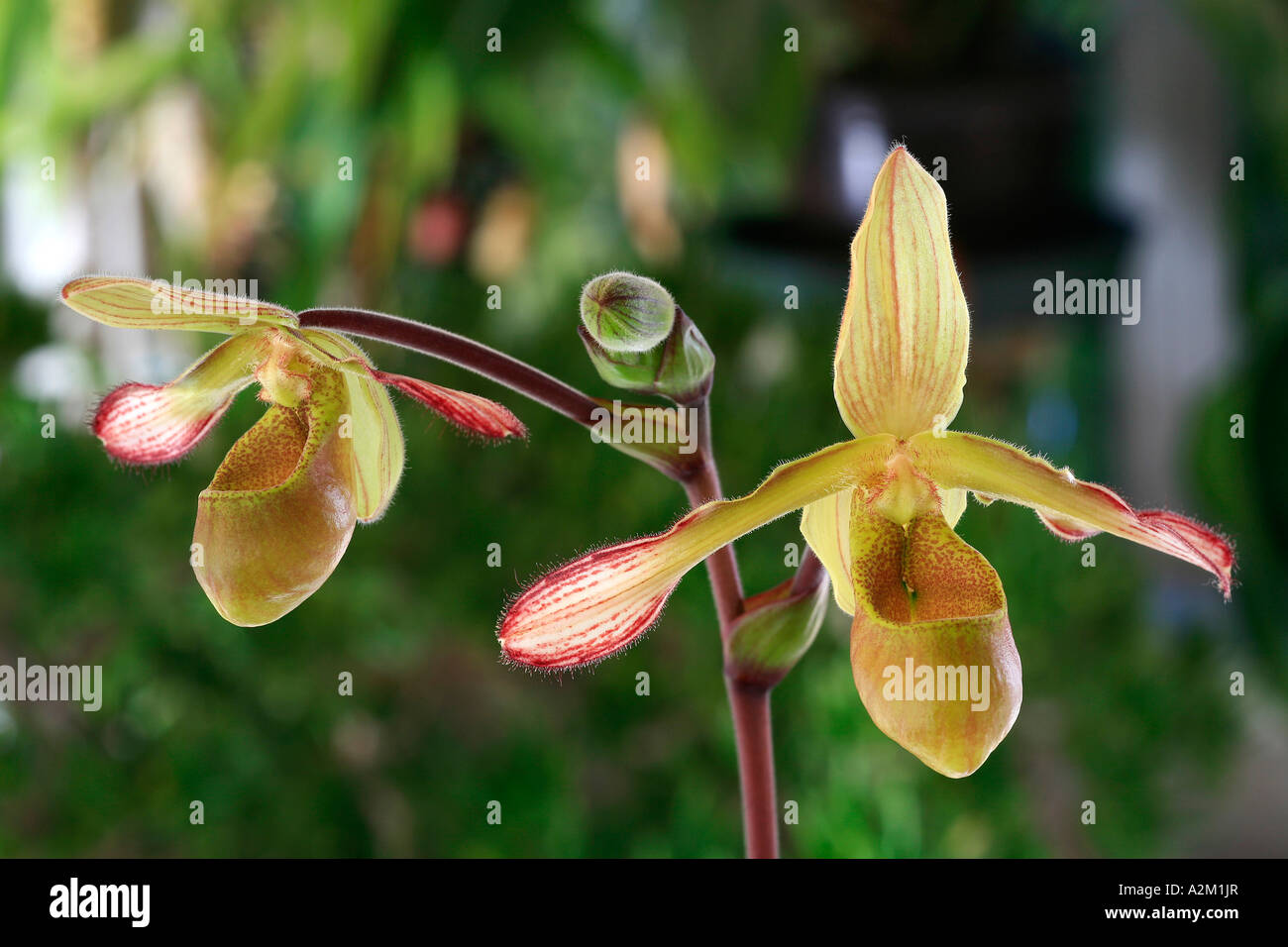 Phragmipedium lindleyanum Stock Photo