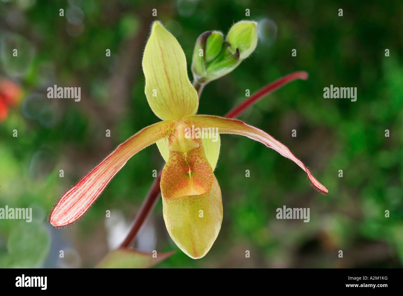 Phragmipedium lindleyanum var kaieterutum Stock Photo