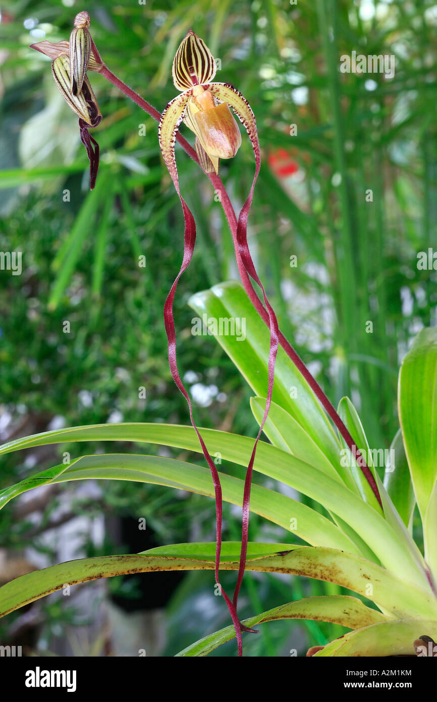 Phragmipedium philippinense x sanderianum Stock Photo