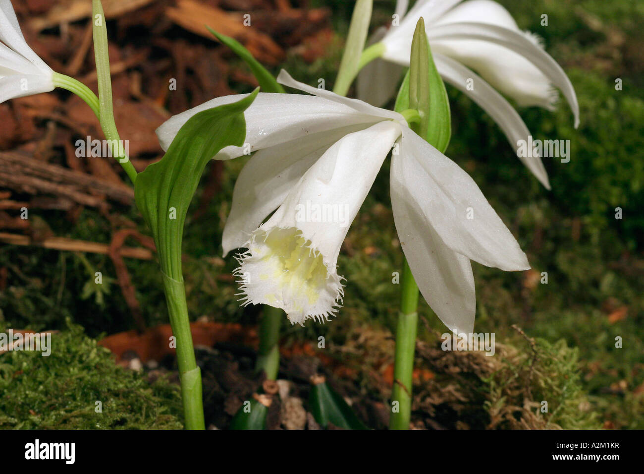 Pleione formosana alba Snow White Stock Photo