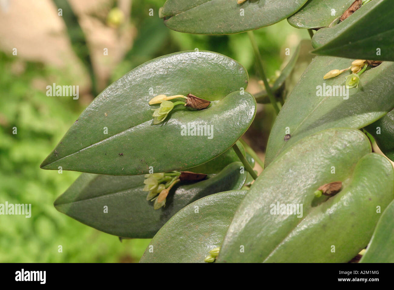 Pleurothallis fastidiosa Stock Photo