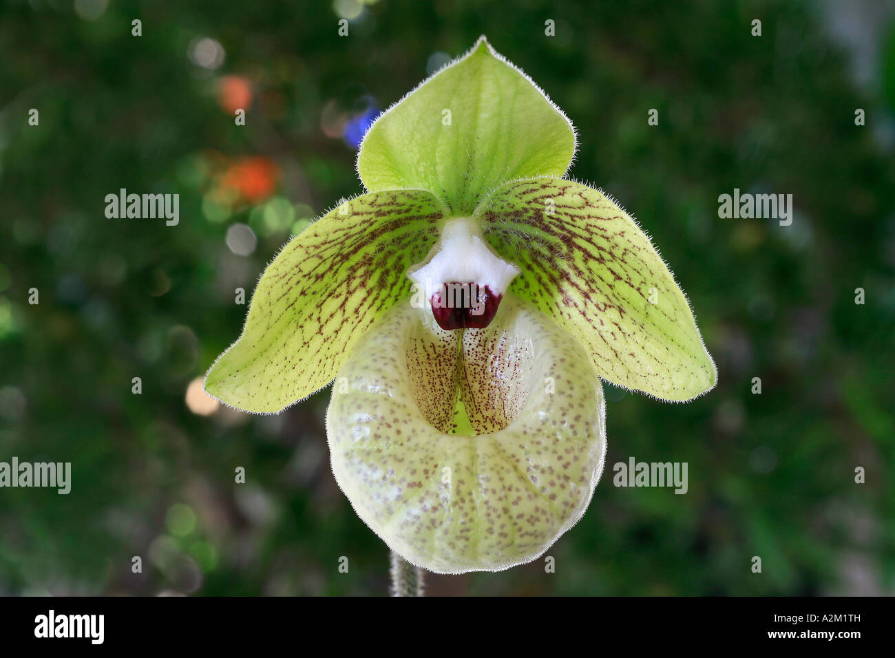 Paphiopedilum malipoense Stock Photo