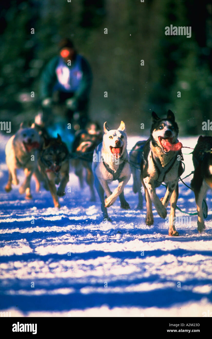 Team of sled dogs pulling rider during a sled dog race Anchorage Alaska Stock Photo