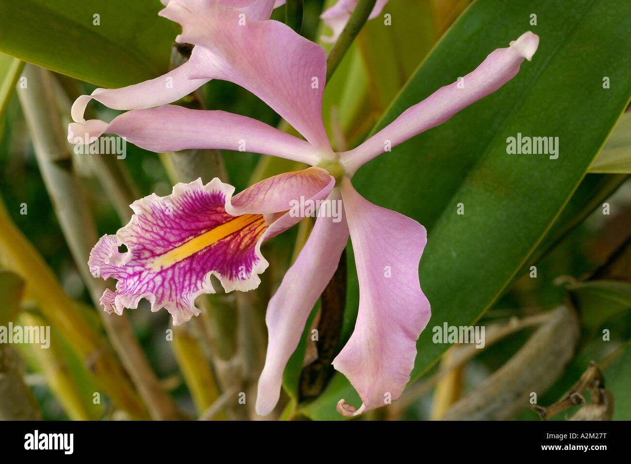 Cattleya maxima Stock Photo