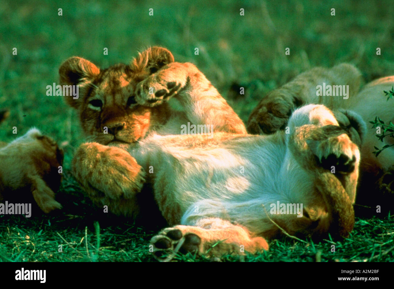 Lion cub lying on his back in the sun Stock Photo