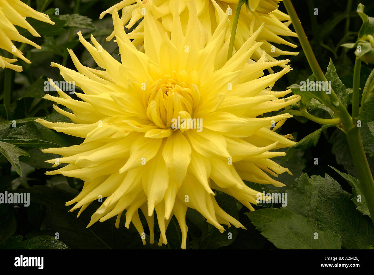 Danke hi-res stock photography and images - Alamy