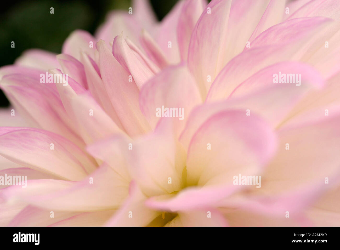 Dahlia Almands Joy Stock Photo Alamy