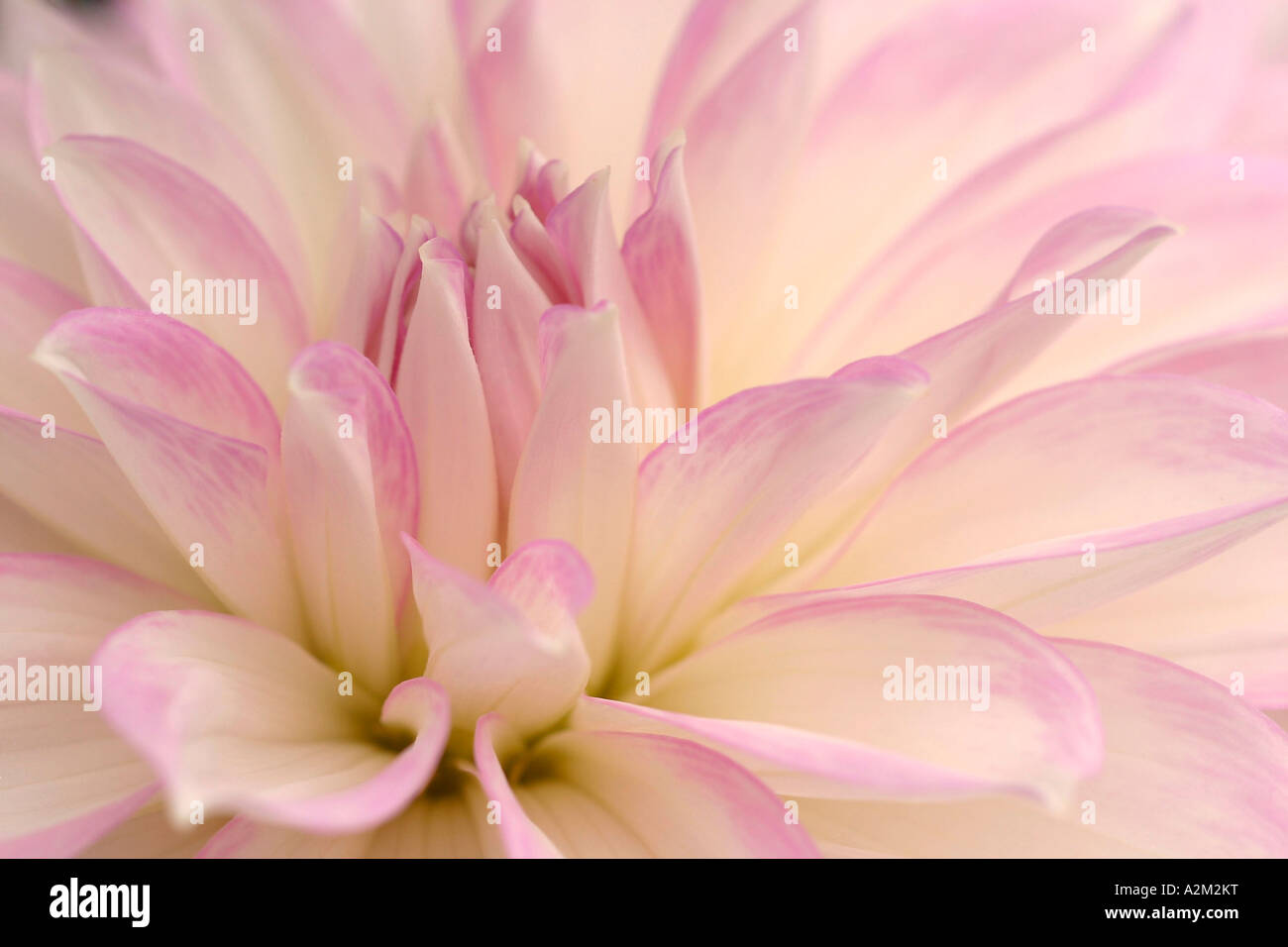 Dahlia Almands Joy Stock Photo Alamy