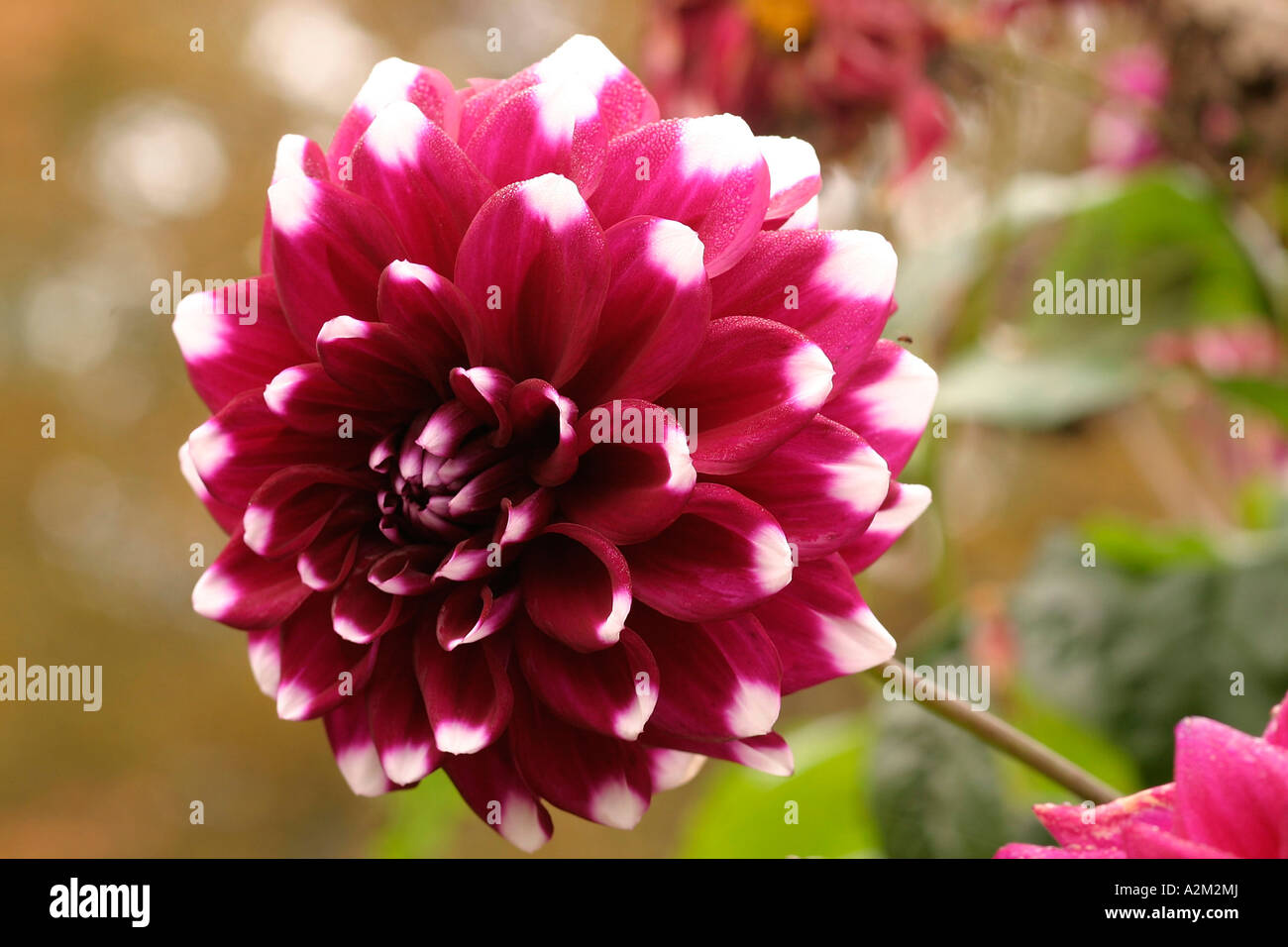 Dahlia Rothesay Reveiller Stock Photo Alamy