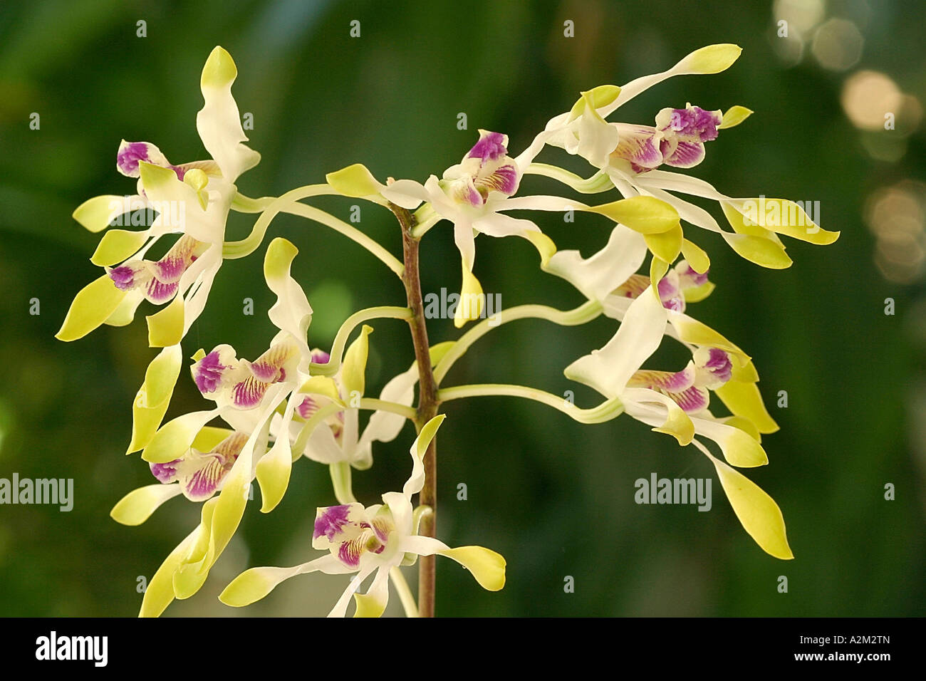 Dendrobium canaliculatum Stock Photo