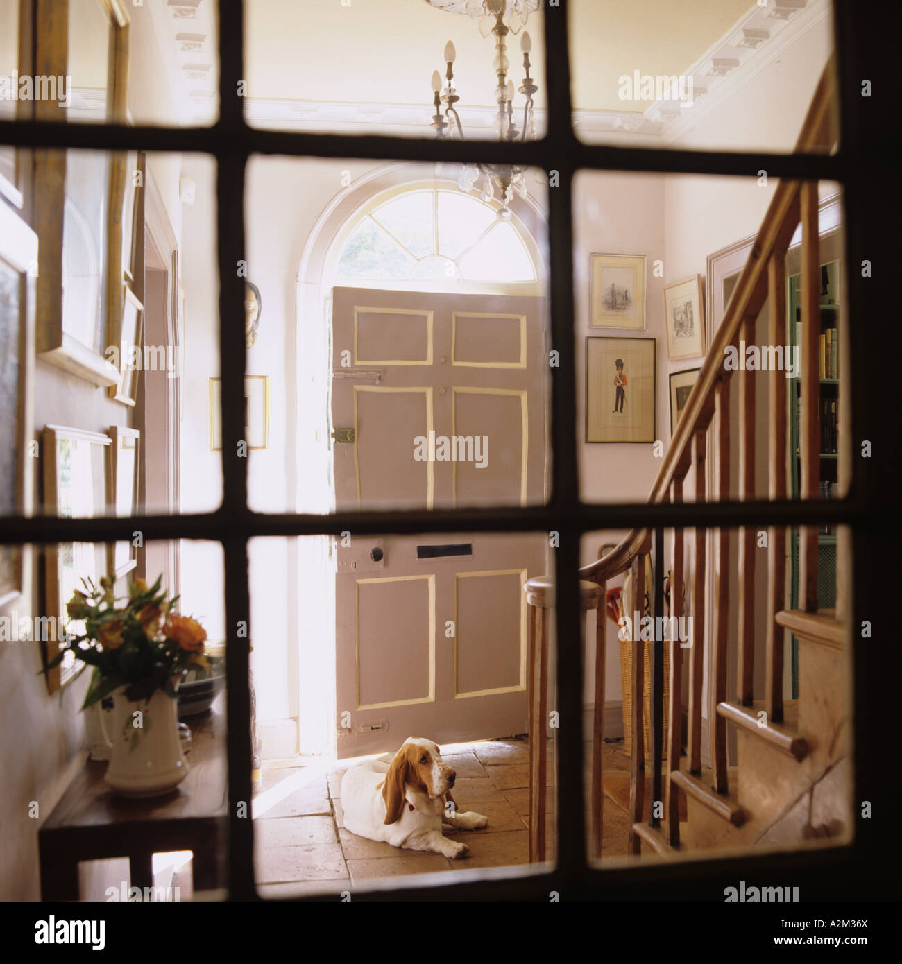 View through glass-paneled door to entrance hall with basset hound Stock Photo