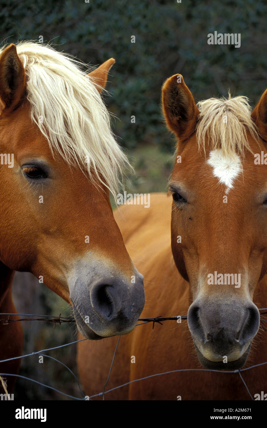Horse breeding Stock Photo Alamy