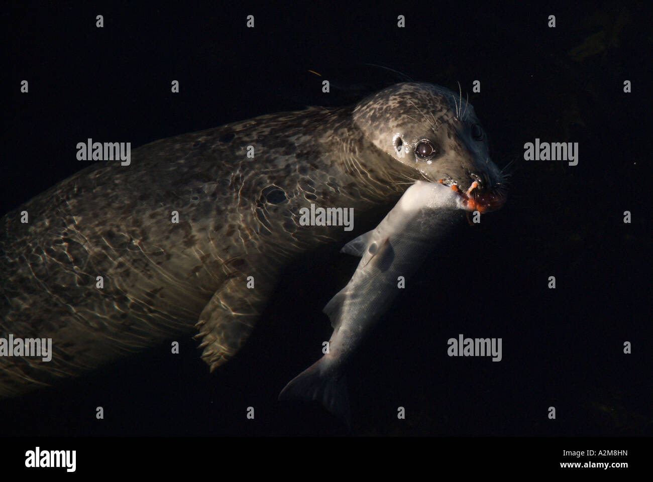 A harbou seal devours a salmon. Stock Photo