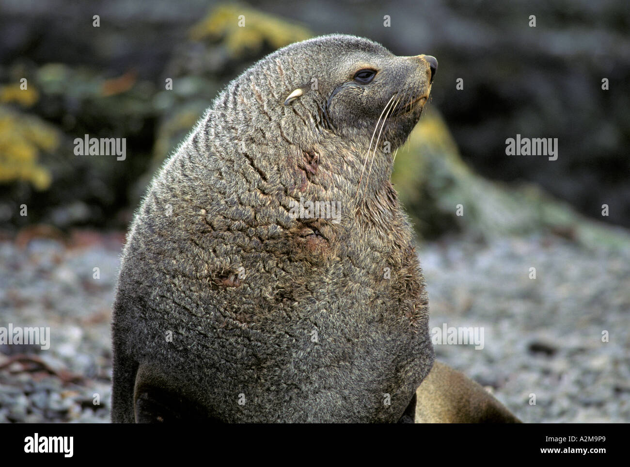 Asia, Russia, Siberian Arctic. Northern Fur Seal Stock Photo Alamy