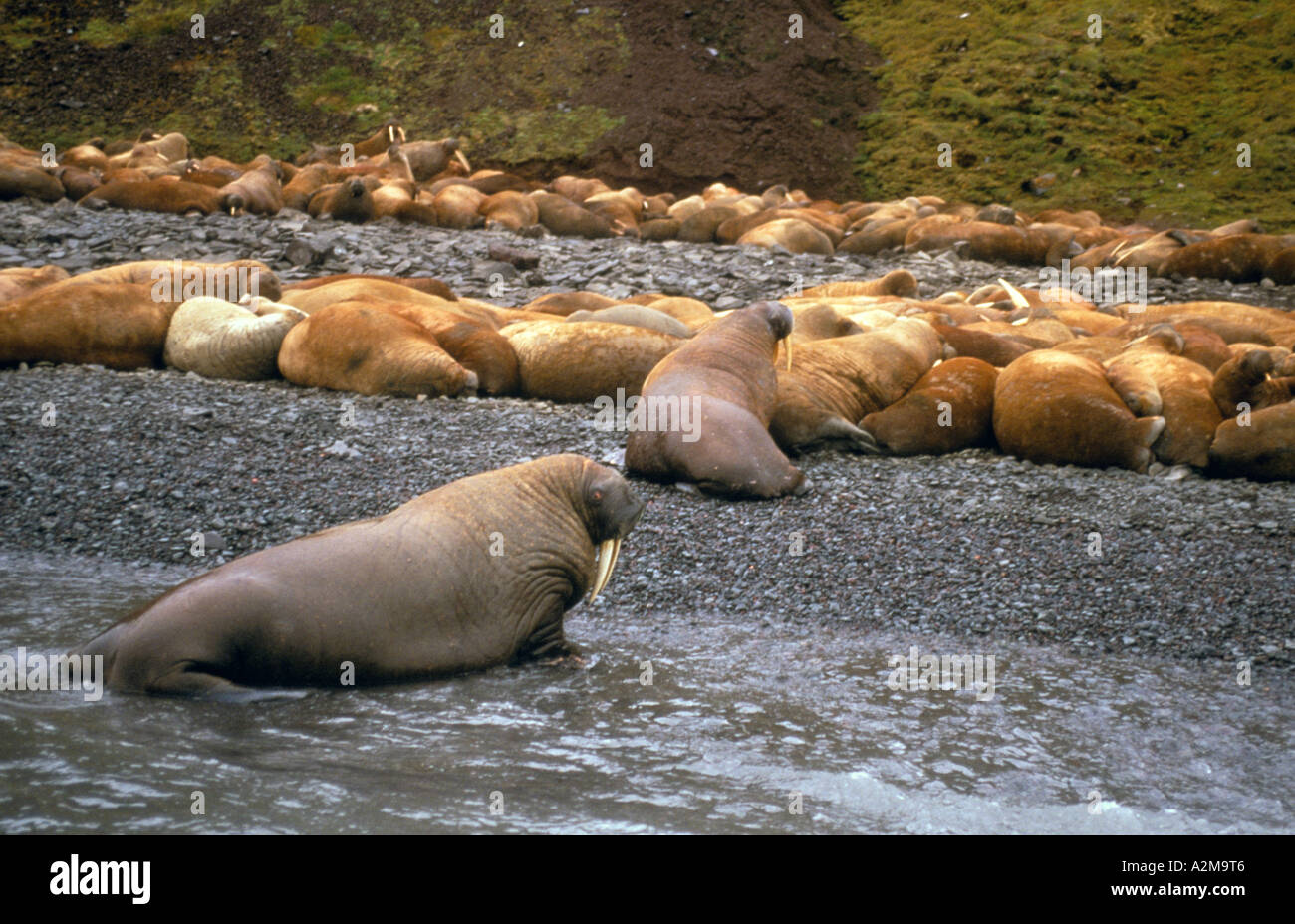 Asia, Russia, Siberian Arctic, New Siberian Islands, Island