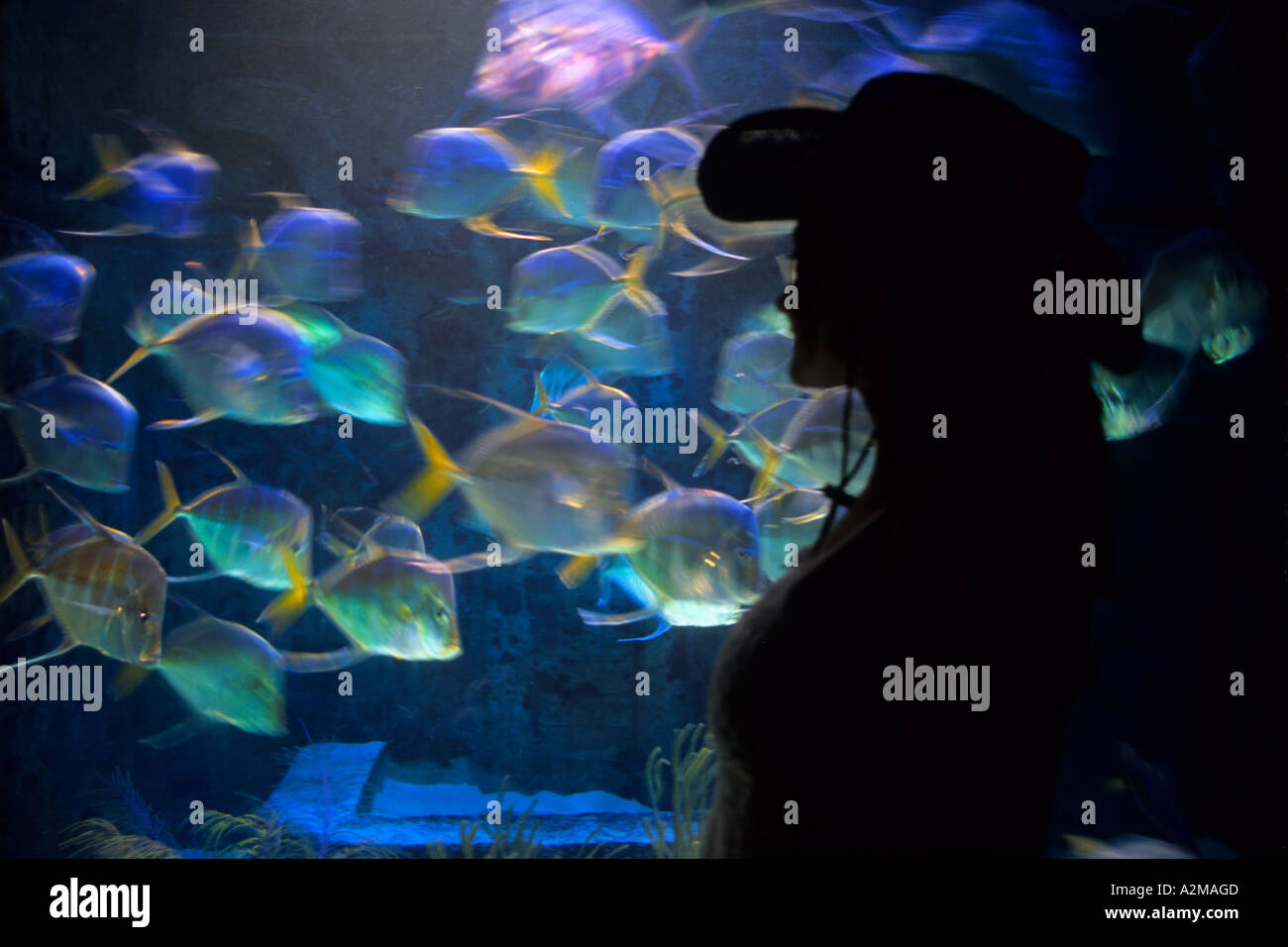 Fabulous aquarium full of exotic fish at Atlantis Resort in Paradise