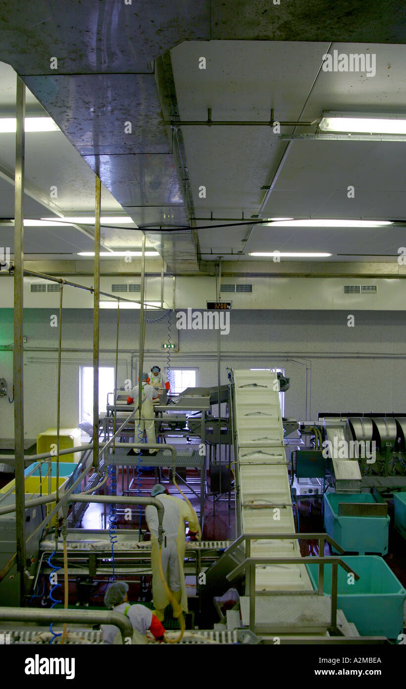 Fish processing plant Stock Photo Alamy