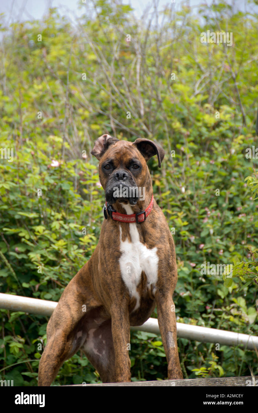 A boxer stands its ground Stock Photo Alamy