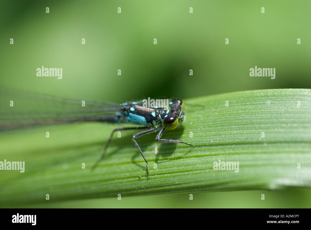 A damselfly rests on a blade of grass Stock Photo - Alamy