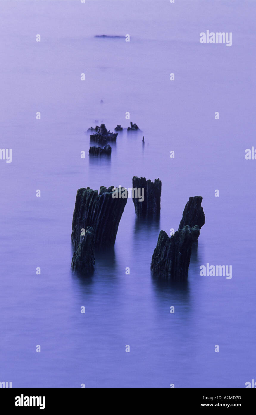 semi submerged posts in the sea at whitstable kent england thanet Stock Photo