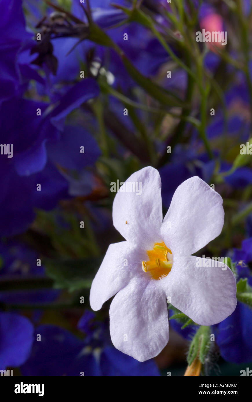 Closeup on a bacopa flower with lobelia in the background. Stock Photo