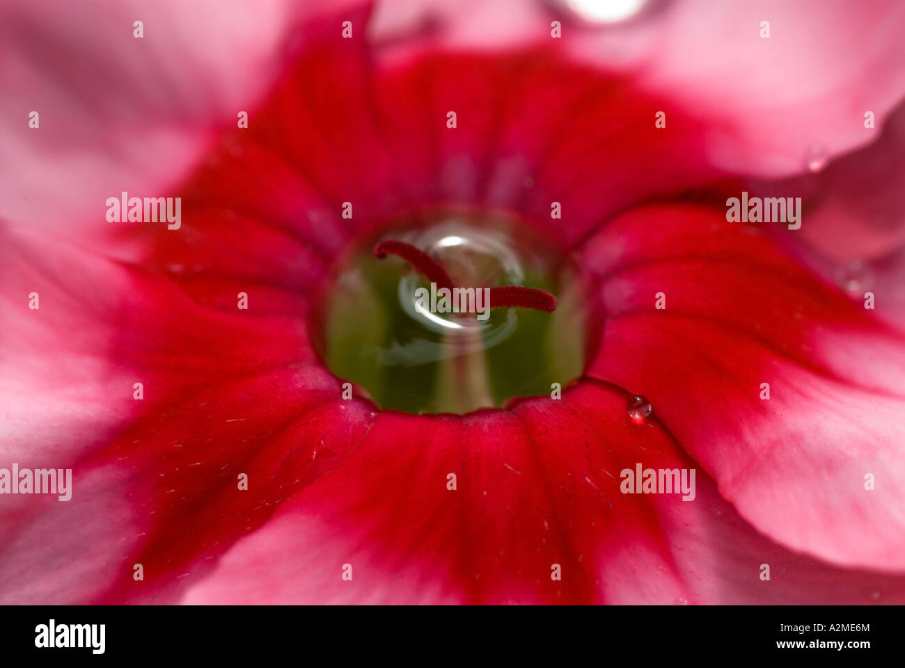 Closeup after a spring shower Stock Photo - Alamy