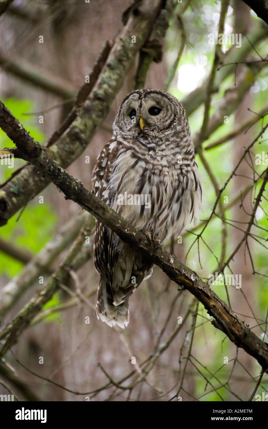 Mill Hill Regional Park, Greater Victoria Stock Photo Alamy
