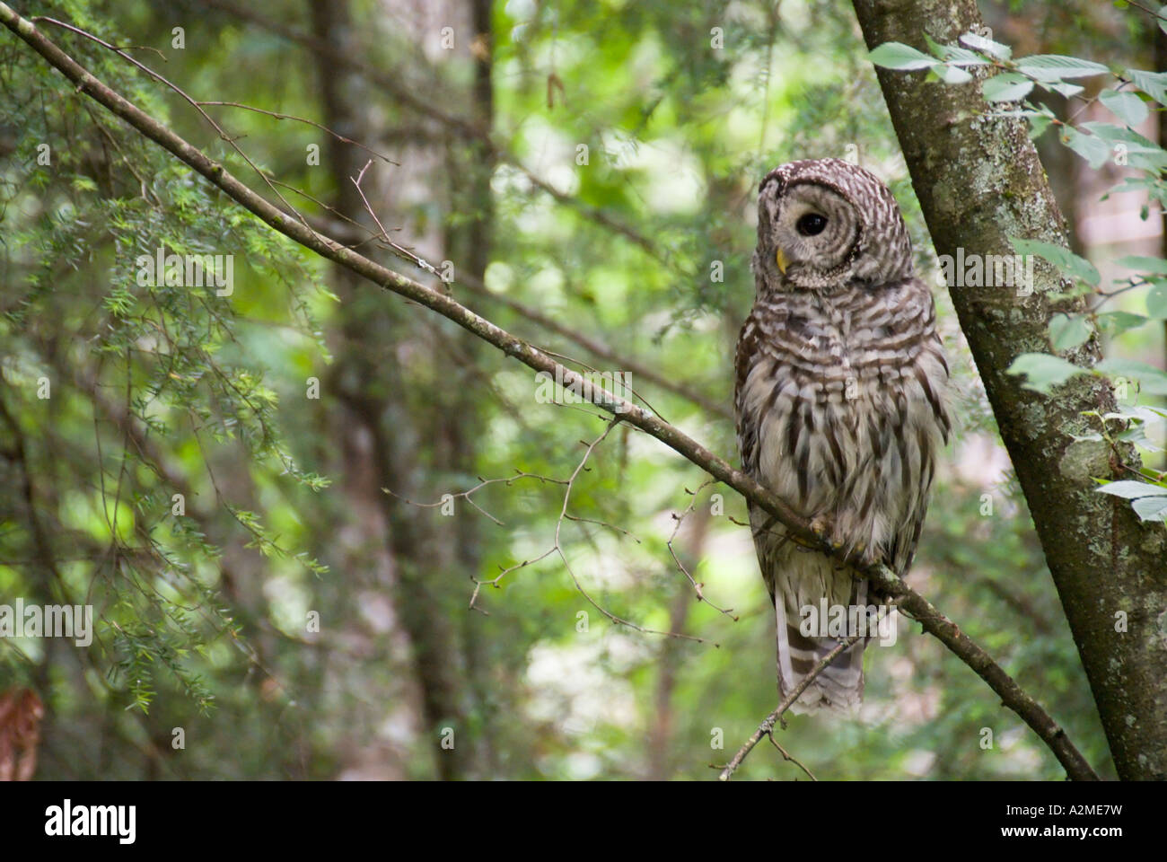 Mill Hill Regional Park, Greater Victoria Stock Photo Alamy