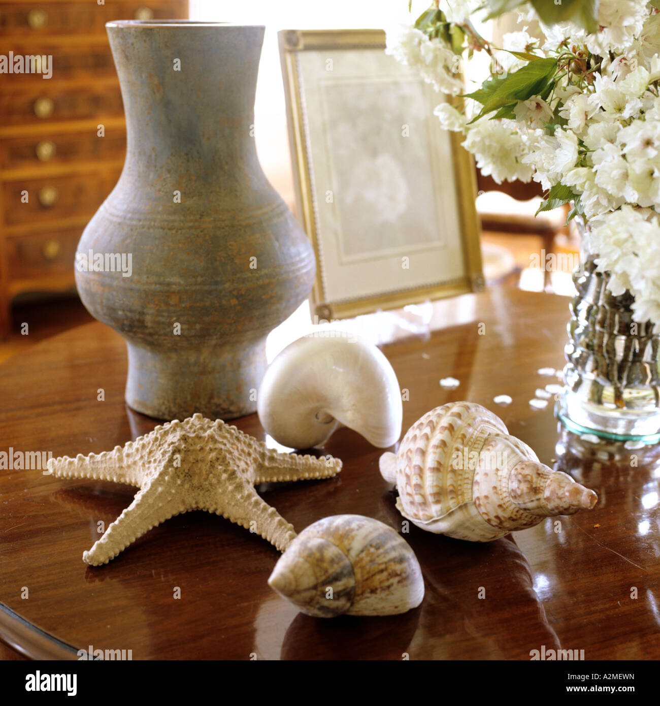 Seashells and vase on wooden table Stock Photo