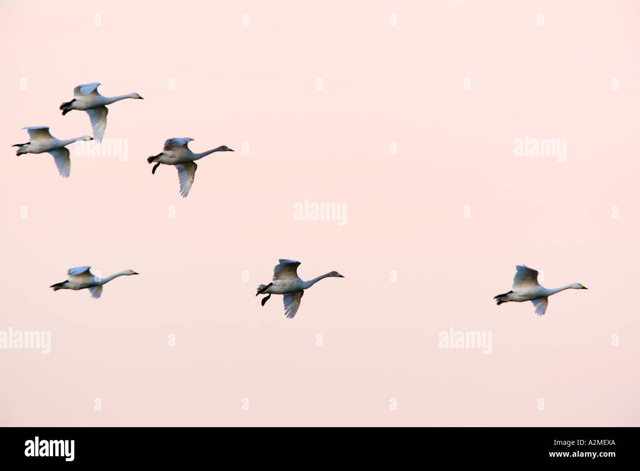 Whooper swan Cygnus cygnus In flight in early morning light welney hertfordshire Stock Photo
