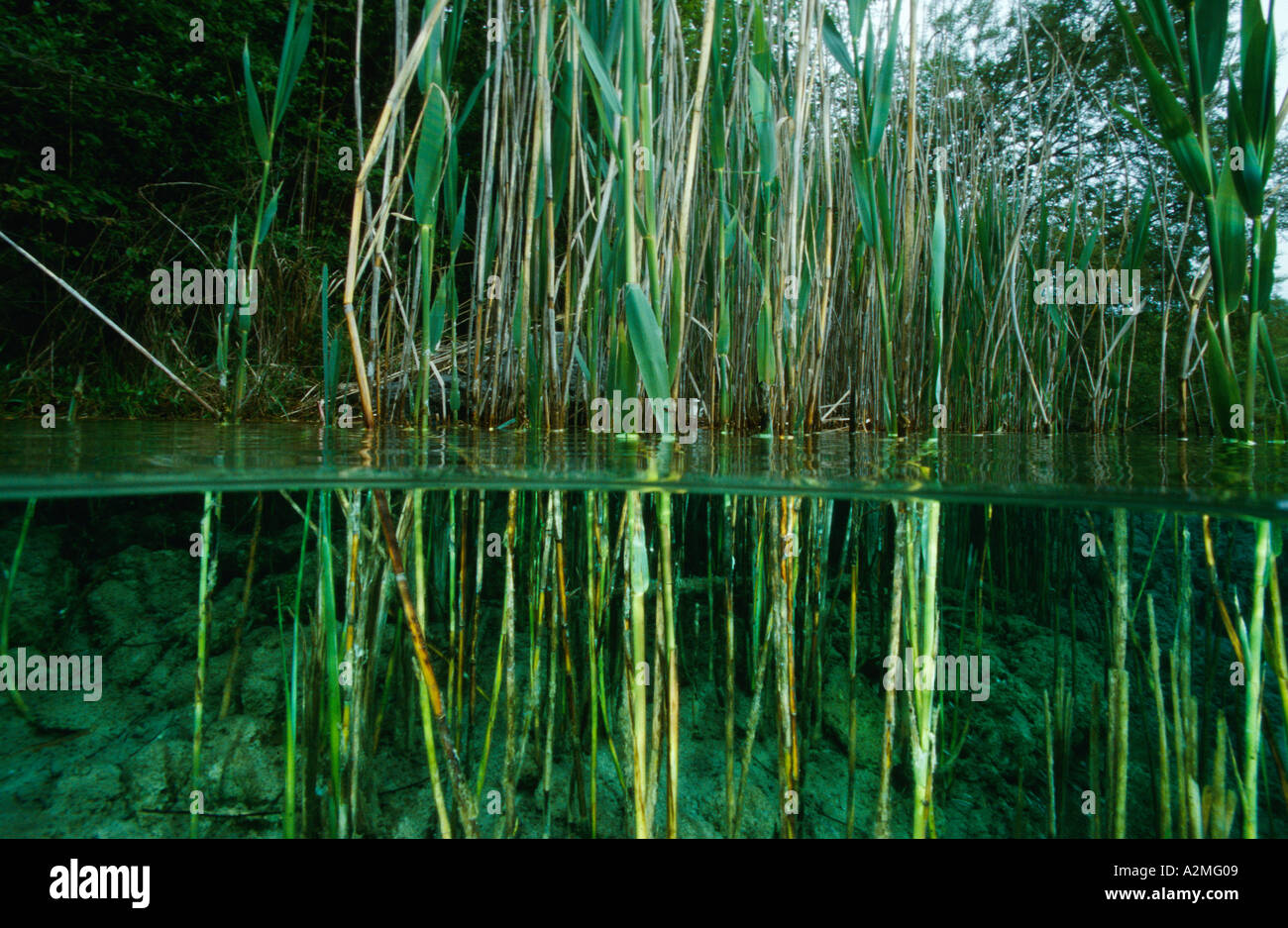 reed grass Stock Photo