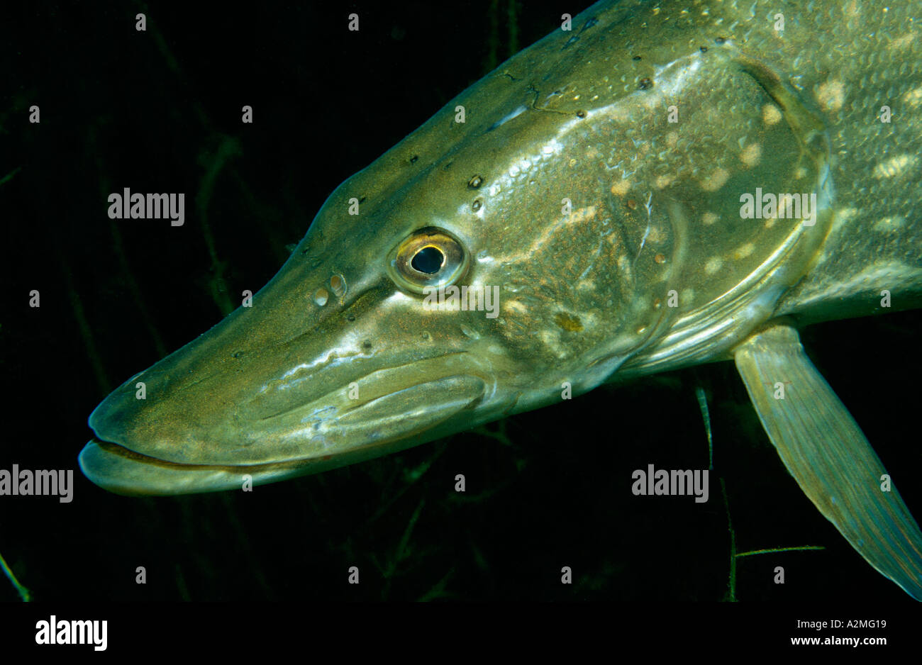 northern-pike-esox-lucius-stock-photo-alamy