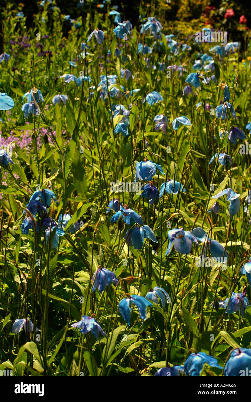 Botanical garden details Stock Photo Alamy
