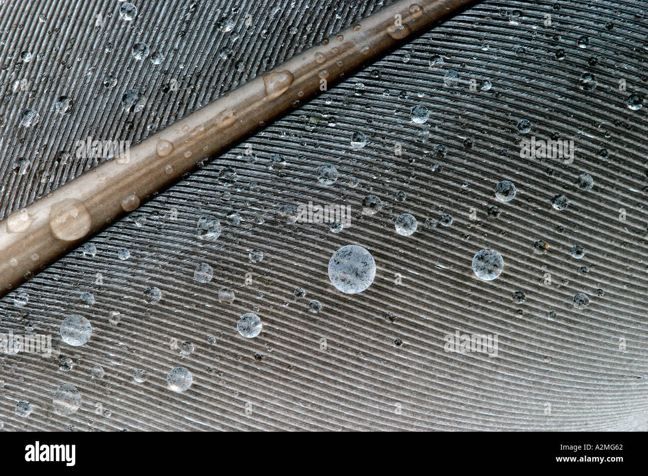 Feather with water droplets Stock Photo
