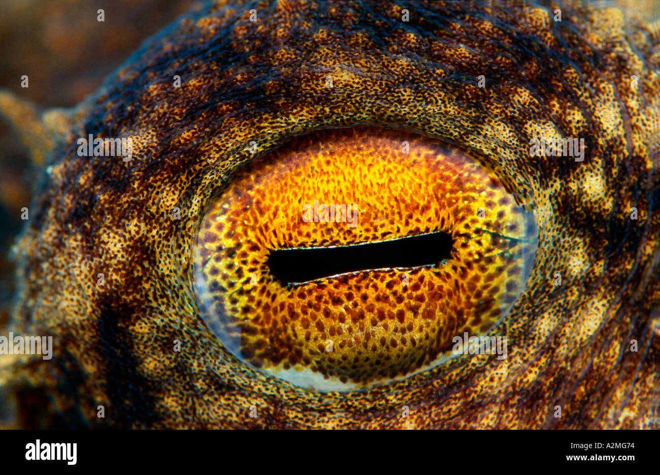 eye of a Common octopus, Octopus vulgaris Stock Photo Alamy