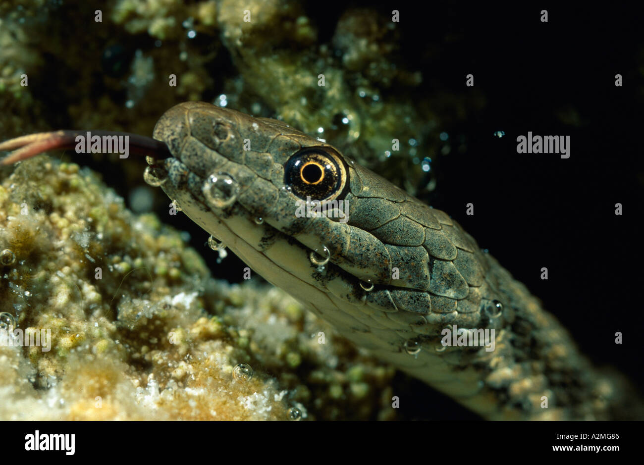 Dice Snake under water, natrix tessellata Stock Photo