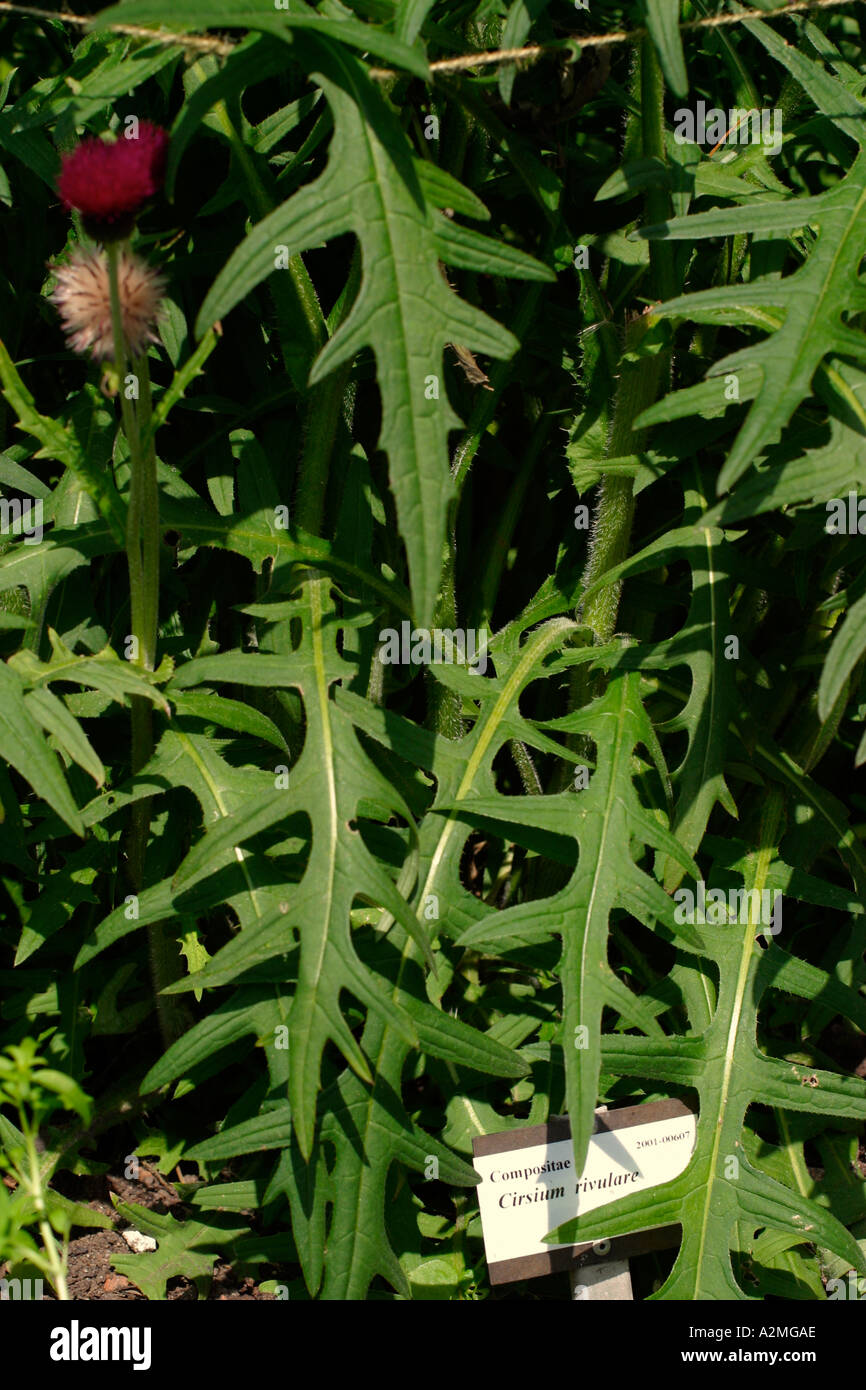 Botanical garden details Stock Photo Alamy