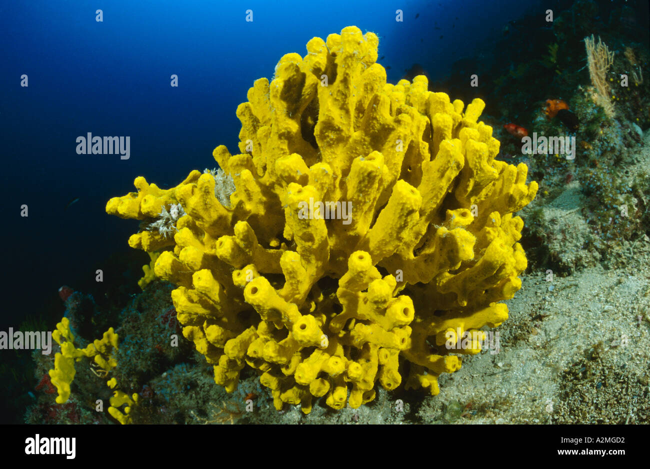 yellow sponge gold golden sponge on the seafloor Stock Photo Alamy